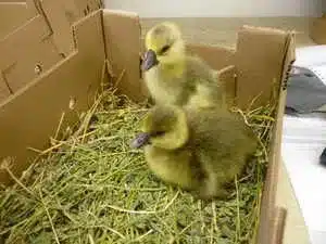 Toulouse goslings for sale