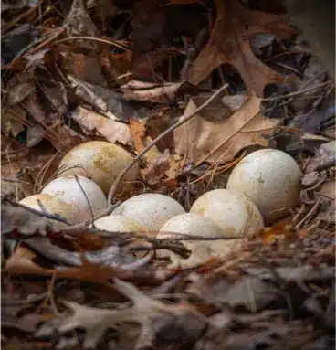 Ocellated turkey hatching eggs for sale