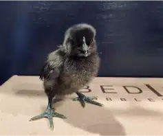 Liege Fighter chicks for sale