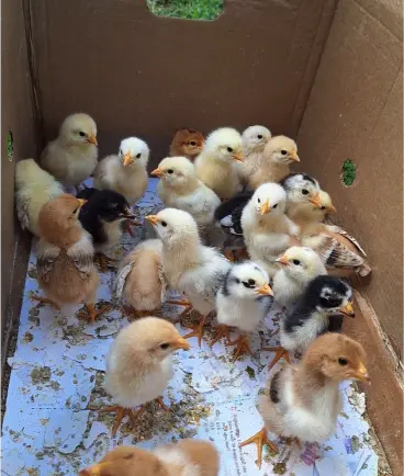 Orust chicks for sale