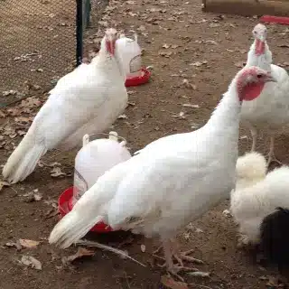 Midget White turkey poults for sale