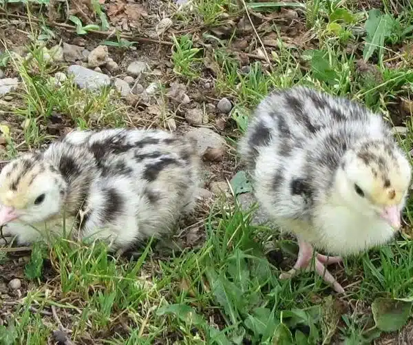 Royal Palm turkey poults for sale