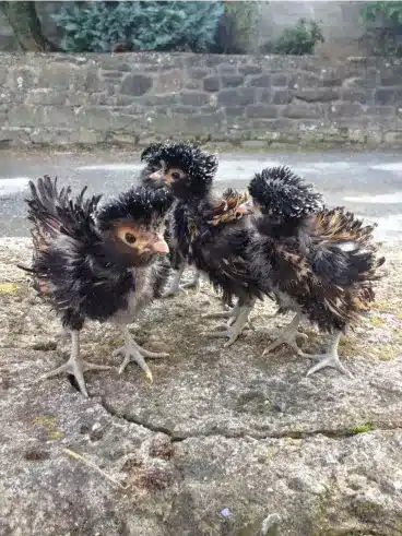 Pavlovskaya Chicks for Sale