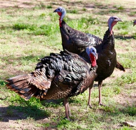 Rio Grande turkey for sale