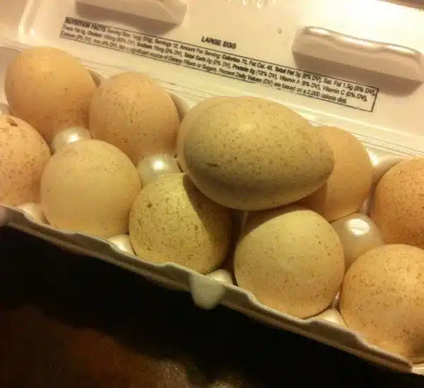 Royal Palm turkey hatching eggs for sale