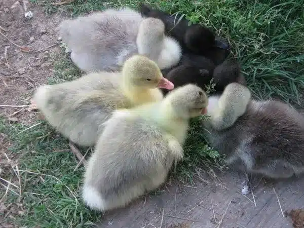Sebastopol goslings for sale