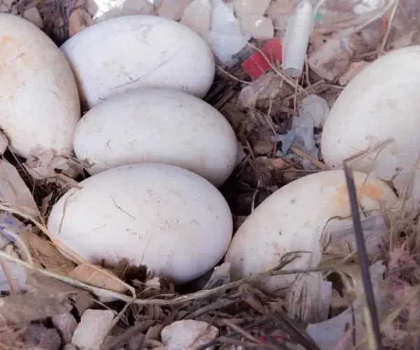 Sebastopol goose hatching eggs for sale