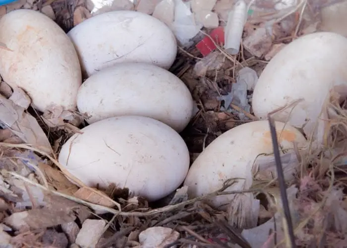Sebastopol goose hatching eggs for sale Sebastopol goose hatching eggs for sale