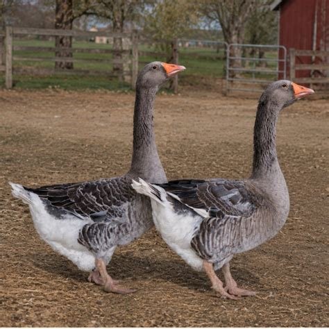 Toulouse goose for sale