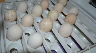 Midget White turkey hatching eggs for sale