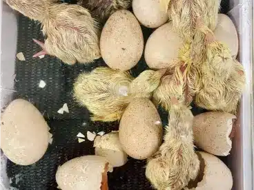 Chocolate turkey hatching eggs for sale