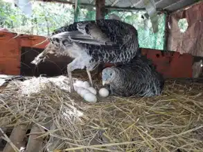 Narragansett turkey hatching eggs for sale
