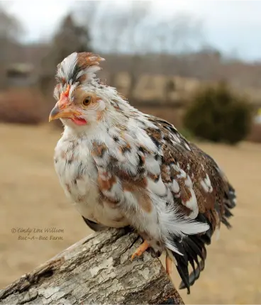 Olandsk Dwarf chicks for sale