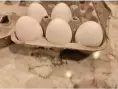 Liege Fighter hatching eggs for sale
