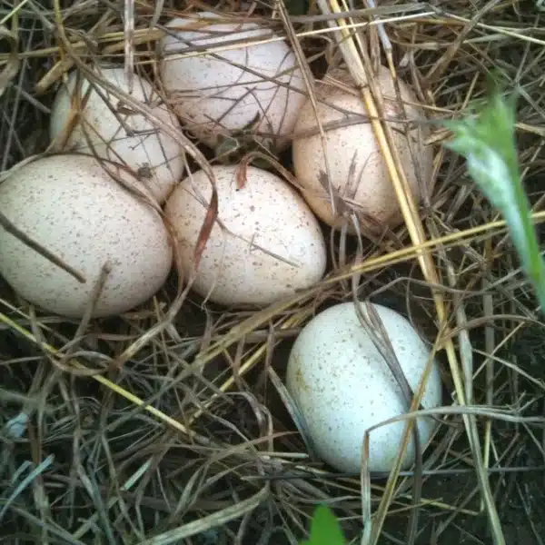 Standard Bronze turkey hatching eggs for sale