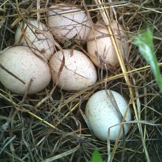 Standard Bronze turkey hatching eggs for sale Standard Bronze turkey hatching eggs for sale