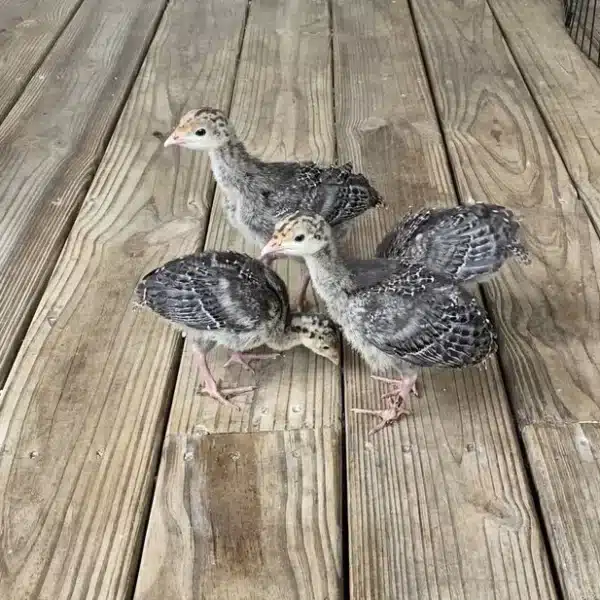 Rio Grande turkey poults for sale