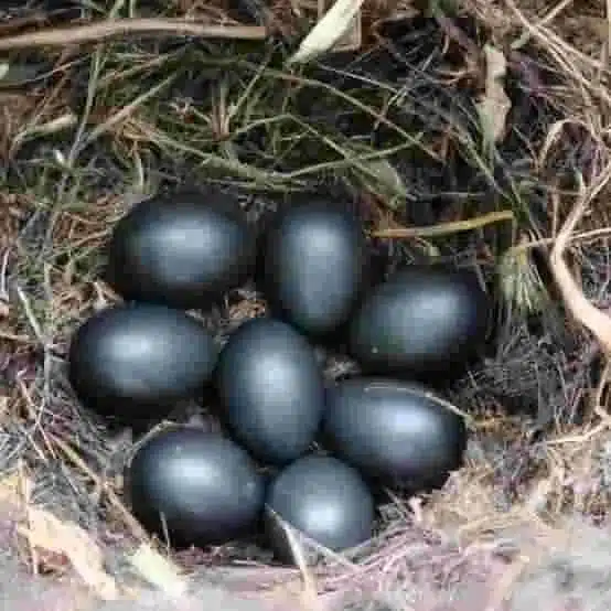 Ayam Cemani hatching eggs for sale