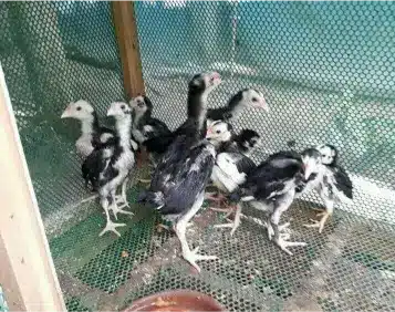 Black Spanish turkey poults for sale
