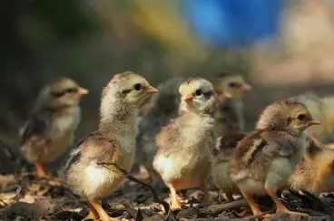 Deathlayer chicks for sale