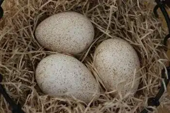Olandsk Dwarf hatching eggs for sale