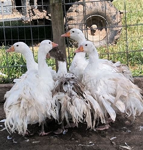 Sebastopol goose for sale